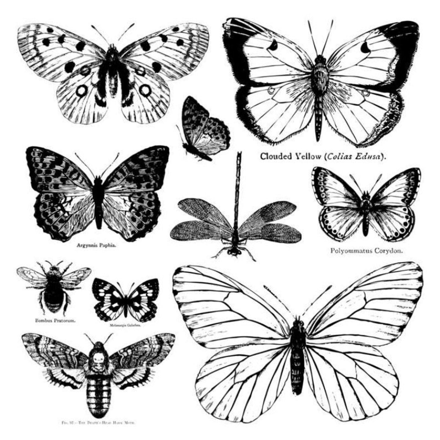 IOD Decor Stamp - Butterflies