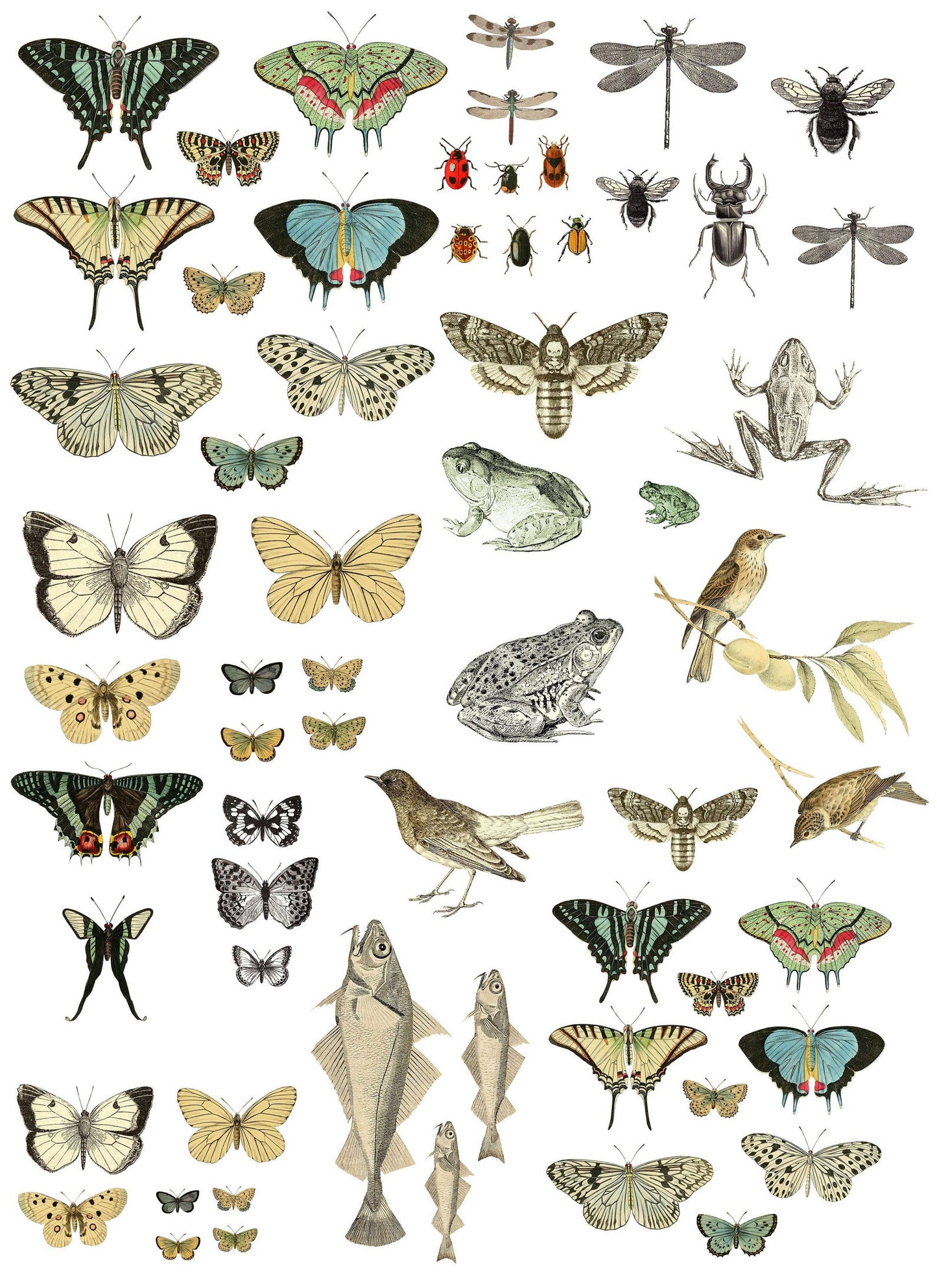 IOD Decor Transfer - Entomology Etcetera
